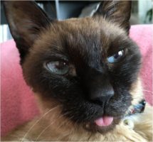 舌出しピーター