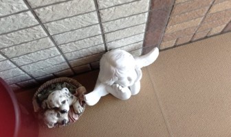 正）発見場所-１４匹目