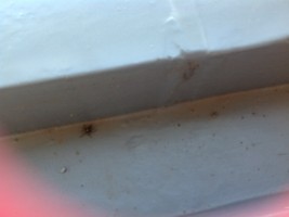 １４匹目の虫2013.9.3.